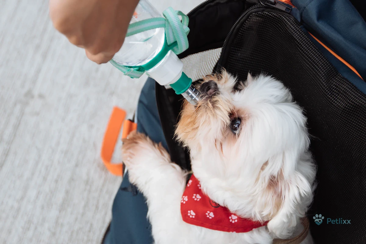 Dog drinking from an automatic pet water fountain in a multi-pet home