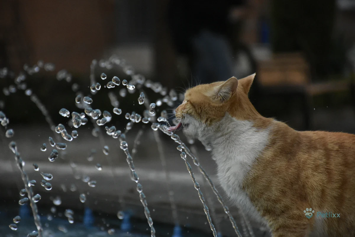 Cat drinking from an automatic cat water fountain