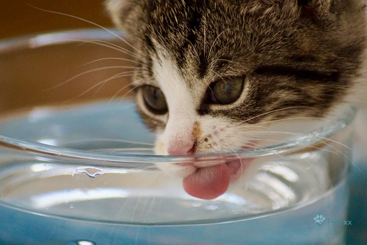 Kitten drinking water, a common cat water fountain user