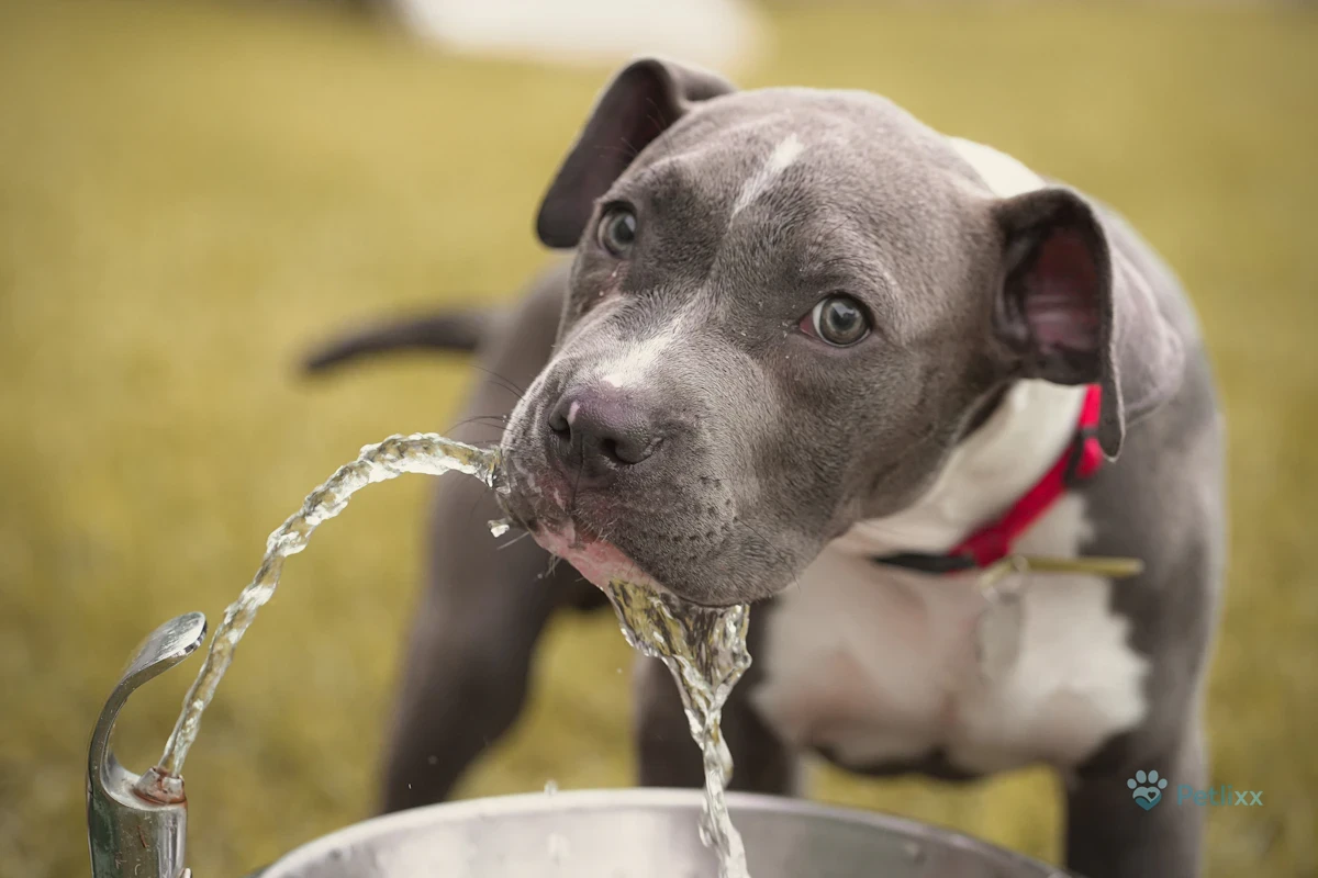 Dog drinking water from a faucet, a sign it may need a dog water fountain