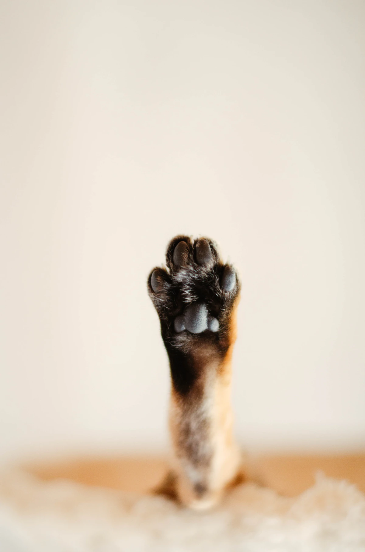 Dog paw close-up, a common area cleaned with a dog paw cleaner