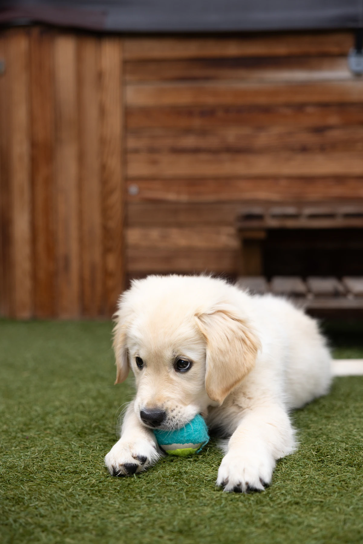 Puppy playing outside on grass, exactly when paws pick up the most dirt
